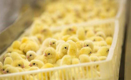بررسی نژادهای جوجه یکروزه گوشتی